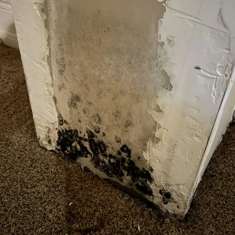 Professional Mold Removal in Enterprise, UT